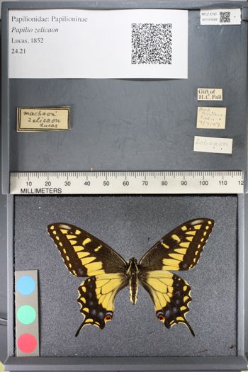 Media type: image;   Entomology 137699